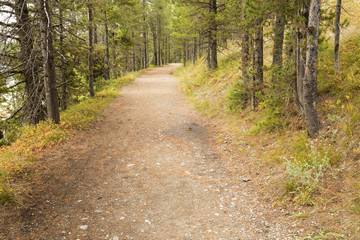 Trail along Jackson Lake, with tanager, Teton National Park, Wyo