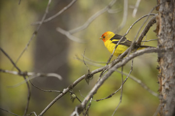 Western tanager perched on branches, Teton National Park, Wyomin