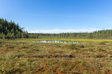 Obraz premium National park