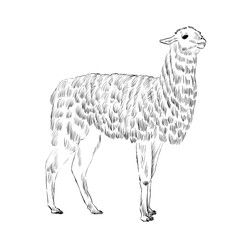 sketch Lama