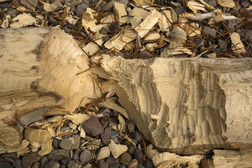 Chopped beaver log with wood chips, Teton National Park, Wyoming