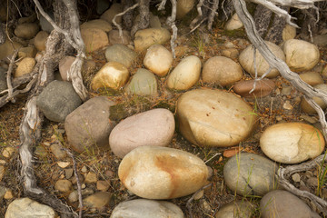 Colorful, smooth stones on shore, Jackson Lake, Teton National P
