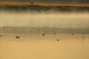 Ducks and geese in gold light, Teton National Park, Wyoming.