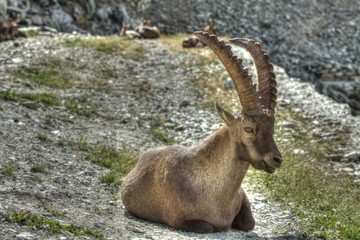 Le gardien du Col de Fenestre
