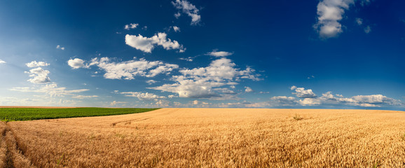 Golden wheat fields before harvest © rasica