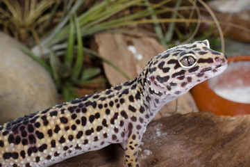 Leopardgecko im Terrarium