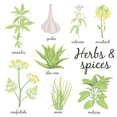 Herbs and Spices set. - obrazy, fototapety, plakaty