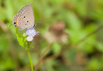 Plain cupid butterfly with flower