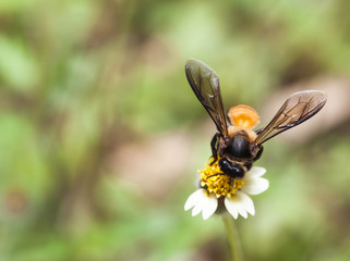 Bee collecting nectar from flower and insect pollinator in the nature