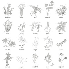 Herbs and Spices set.