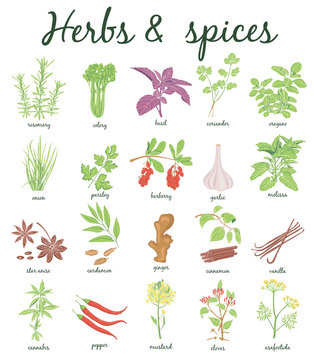 Herbs and Spices set.