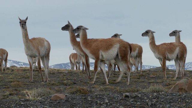 Guanacos stand together in formation  in the Andes mountains, Patagonia.