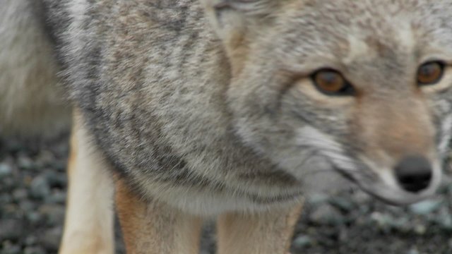 A small fox in the Patagonia region of Chile, Patagonia.