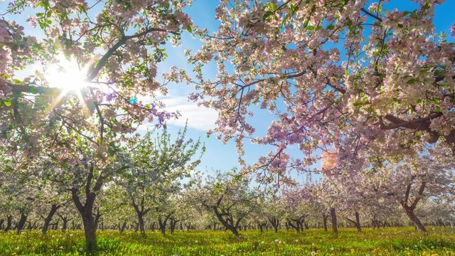 Blossoming apple orchard, time-lapse with crane
