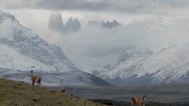 Guanacos stand together in formation in the distance  in the Andes mountains, Patagonia, Torres Del Paine.
