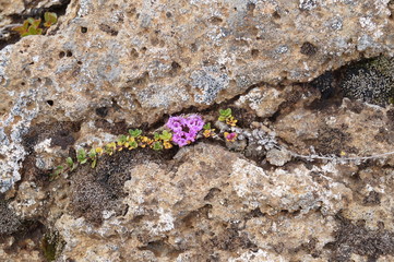Plants in Iceland - purple flowers