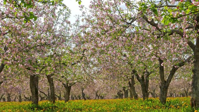 Blossoming apple orchard