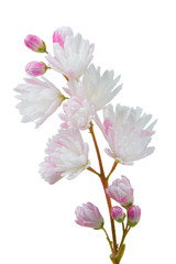 Deutzia Scabra Flowers on White Background