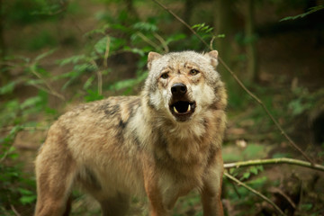 Fototapeta premium Wolf