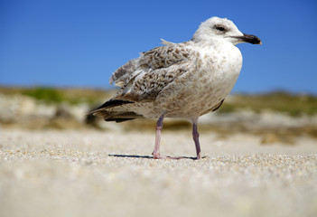 Möwe