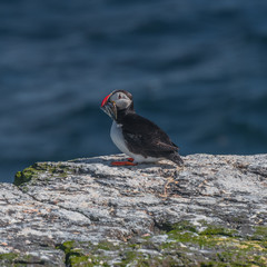 Icelandic puffins with fish at remote islands, Iceland