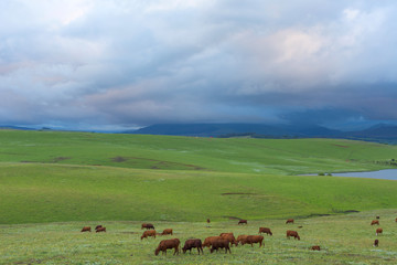 Cattle grazing