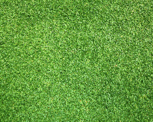 Obraz premium Beautiful green grass texture