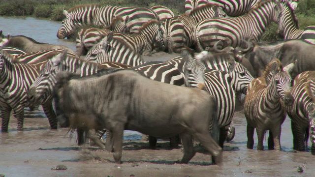 Zebra drinking at migration waterhole