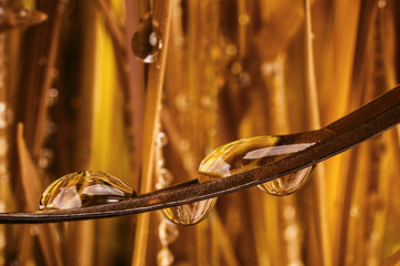golden grass with water drops