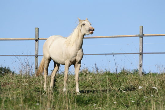 poulain au flehmen