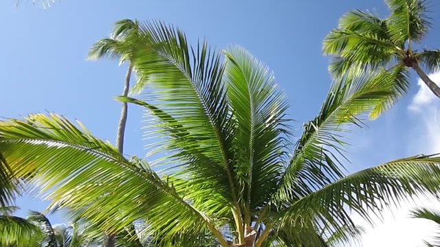 palm leaves in the wind