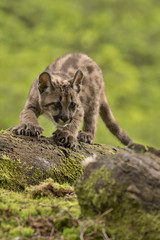 Fototapeta na wymiar Puma/Cougar