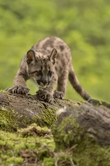 Crédence de cuisine en verre imprimé Puma Puma/Cougar