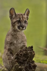 Photo sur Aluminium Puma Puma/Cougar