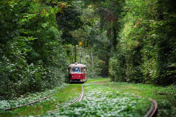 Fototapeta na wymiar red tram rides through the trees in park