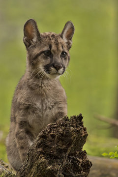 Puma/Cougar