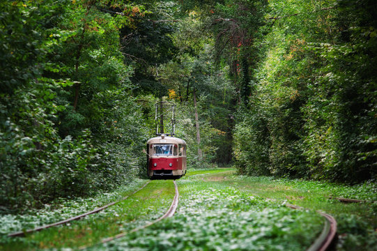 red tram rides through the trees in park