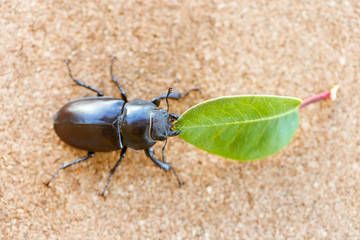 Female stag beetle holding a leaf