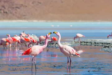 Zelfklevend Fotobehang Flamingo Twee roze flamingo& 39 s bij &quot Laguna Colorada&quot  op de Boliviaanse Andes