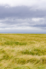 Beautiful wheat field with stormy sky