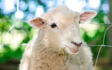 Smiling lamb