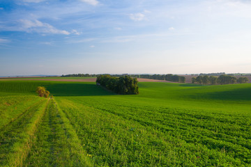 Fototapeta na wymiar Path between green fields