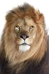 Foto op Plexiglas Leeuw (Panthera leo) © dennisjacobsen