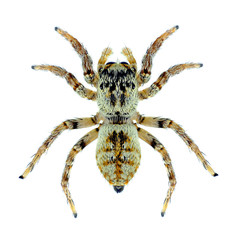Spider Carrhotus xanthogramma (female)