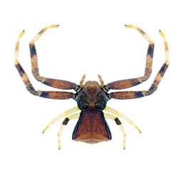 Spider Pistius truncatus (female)