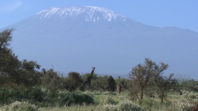 Giraffes stand in front of snowclad Mt. Kilimanjaro in Tanzania, East Africa.