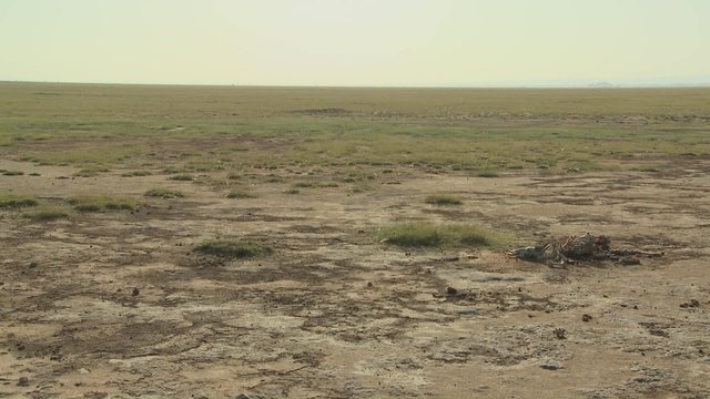 The skeleton of a dead animal lies in the desert as an example of life and death in East Africa.