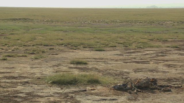 The skeleton of a dead animal lies in the desert as an example of life and death in East Africa.