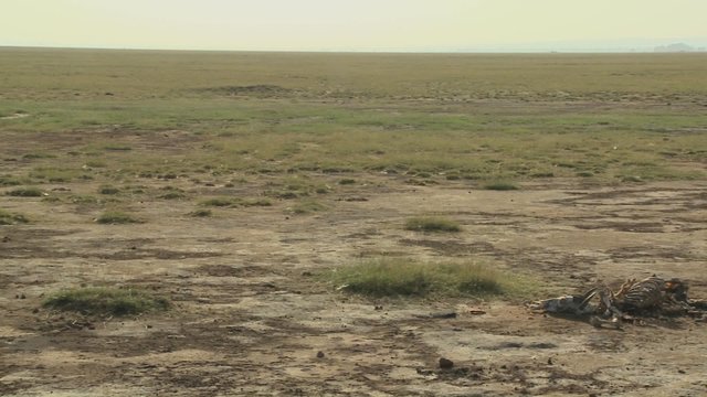 The skeleton of a dead animal lies in the desert as an example of life and death in East Africa.