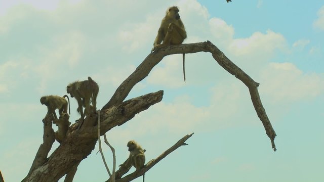 African baboons sit in a tree as a family group.